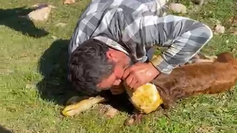 Tokat’ta nefes alamayan buzağıya, suni teneffüs yaptı