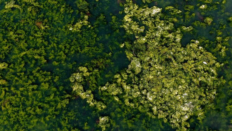 İzmir Körfezi, kirlilikten beslenen deniz marulu ile kaplandı