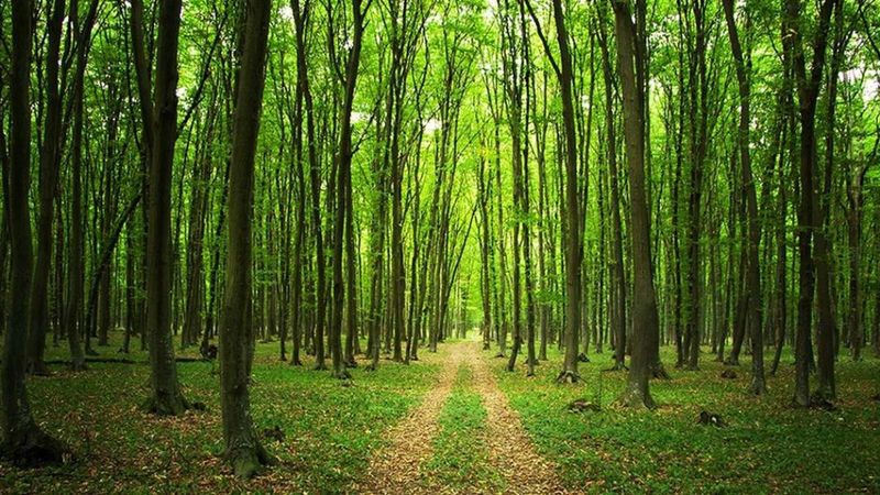 Hedef 2053: Yeşil Kalkınma Devrimi nedir