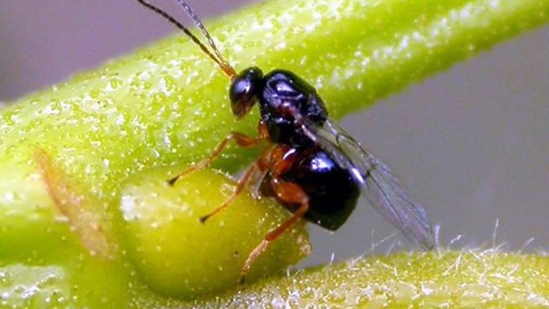 Katil Gal Arısı nedir, nasıl anlaşılır? Bir ilde daha görüldü