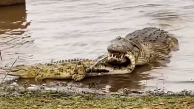 Dev timsah, ufak timsahı avladı