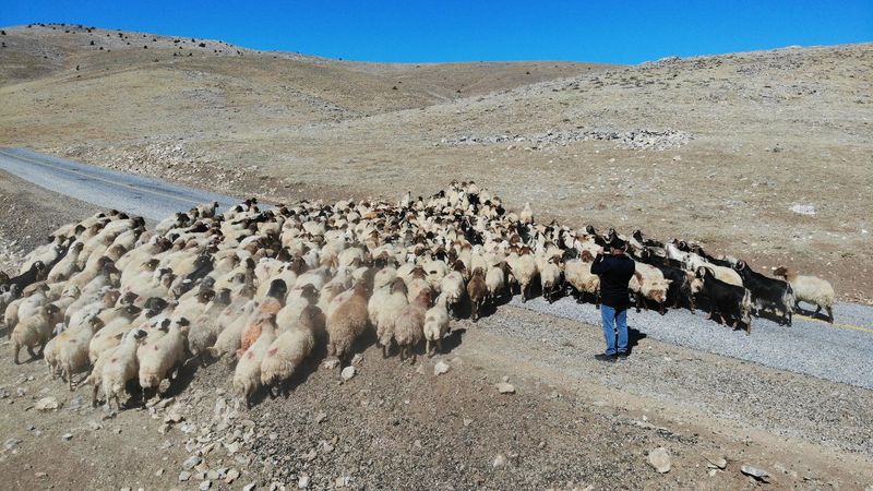 Doğu Anadolu'da çoban bile çobana kız vermeyince, üretici çoban bulamadı