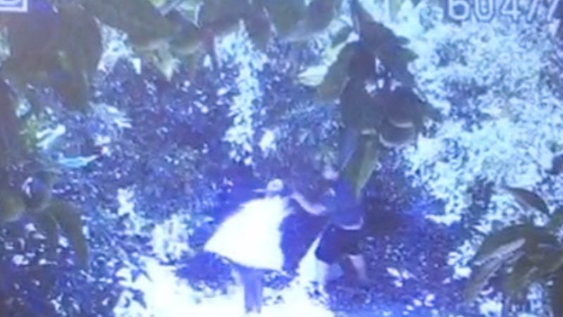 Antalya'da avokado hırsızları çiftçileri bezdirdi