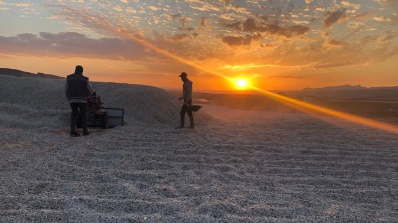 Sivas'ta güneşte kuruyan çekirdekler