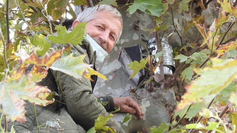 Edirne'de 4 ay önce kaçan kraliçe arı 10 bin arıyla bulundu