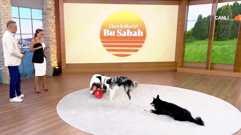 Canlı yayında sokak köpeği saldırılarında ne yapılmalı dersi verildi