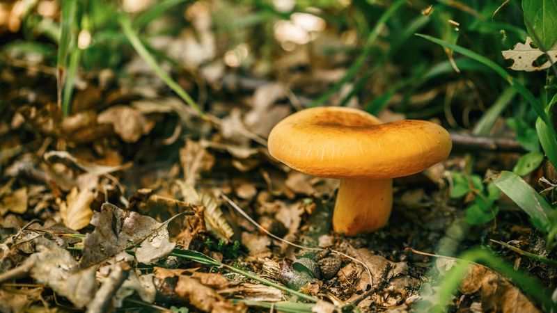 Naylon torbada toplanan mantar zehirliyor