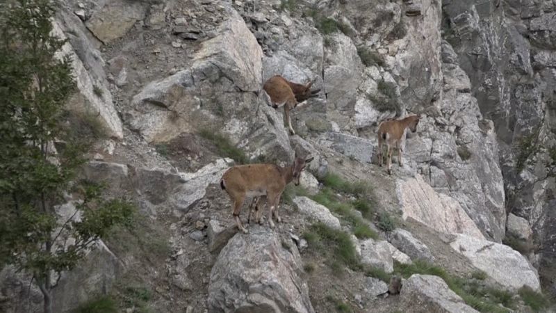 Artvin'de yiyecek arayan yaban keçileri kameraya yansıdı