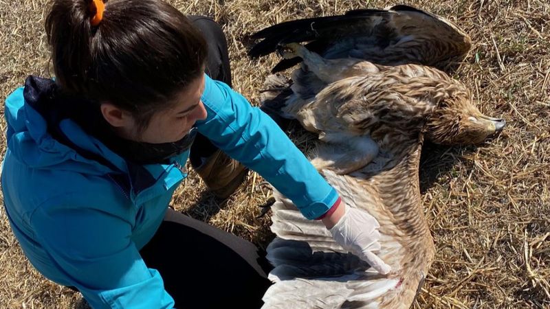 Bulgaristan'da takibe alınan şah kartal, Ankara'da öldürüldü