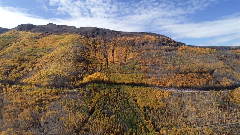 Kayseri'de titrek kavaklar, renkleriyle büyülüyor