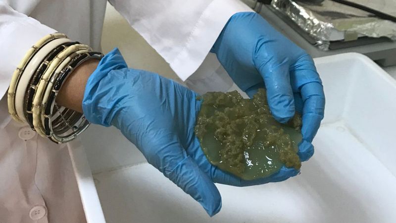 Antalya'da yakıcı denizanaları için uyarı: İnsanların hiçbir şekilde dokunmaması gerekiyor