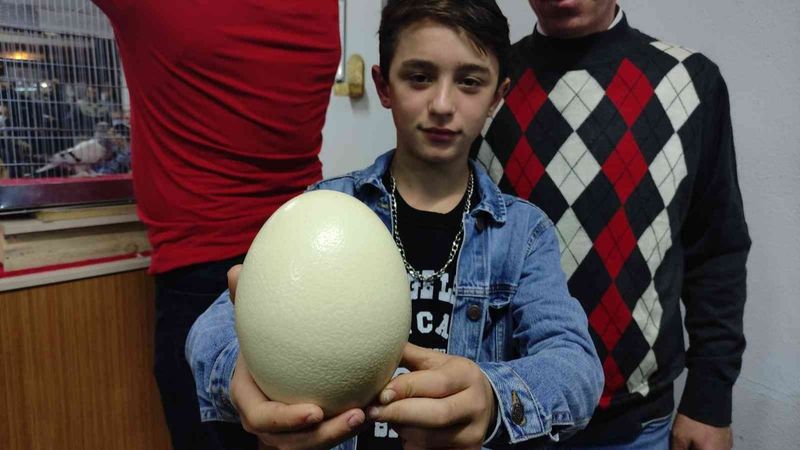 Bursa'da deve kuşu yumurtası için kapıştılar