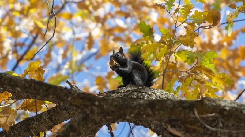 Tunceli'nin meşhur sincapları kış hazırlığına başladı
