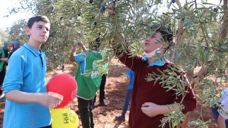 Suriyeli öğrenciler barış ve kardeşlik için zeytin topladı