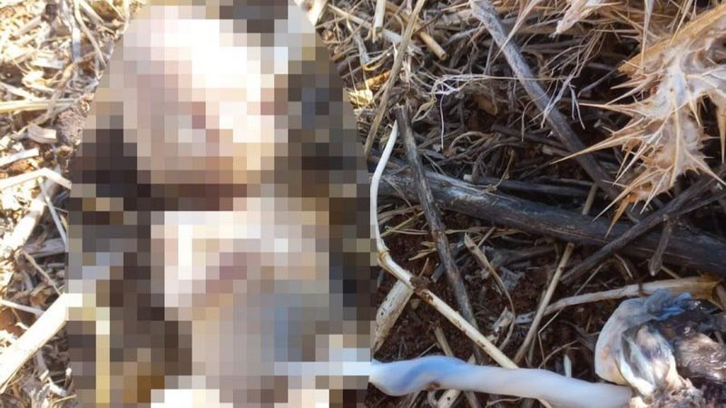 Mardin’de mısır tarlasında 16 haftalık cenin bulundu