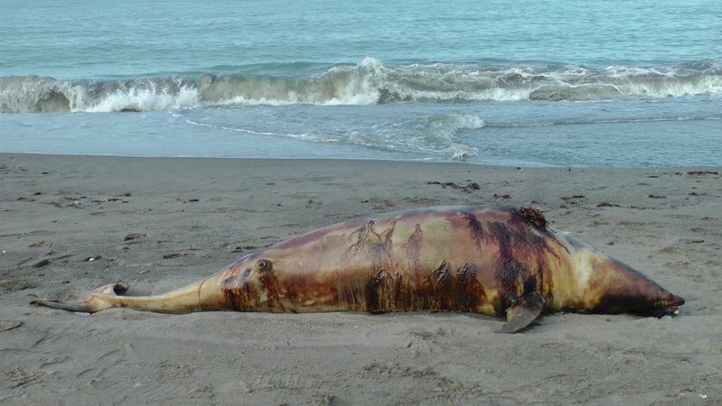 Düzce’de, kurşunlanan yunus balığı kıyıya vurdu