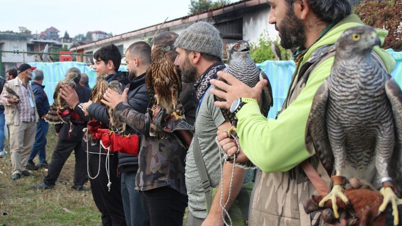 Rize'de şahin ve atmacalar, güzellik yarışmasında boy gösterdi