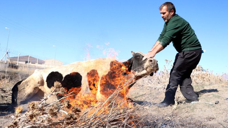 Erzurum'da suya düşen inek, ateş yakılarak ısıtıldı