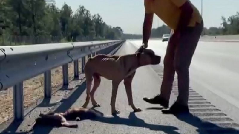 Antalya'da ölen köpeğin başından ayrılmayan diğer köpek sağlığına kavuştu