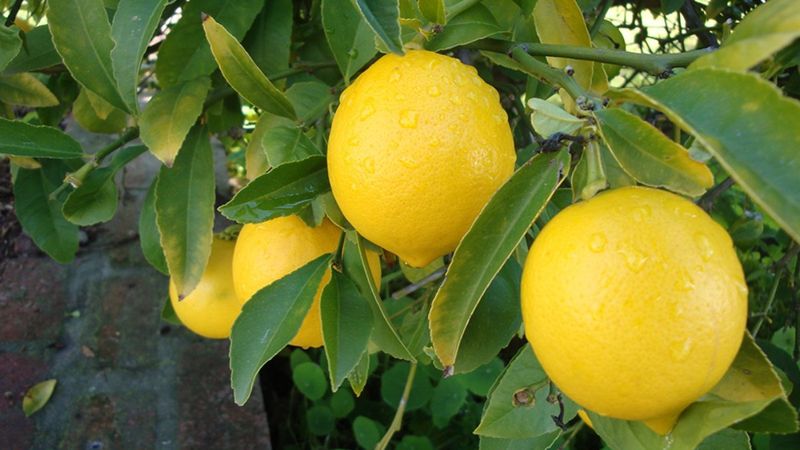 Muğlalı çiftçinin limonları elinde kaldı