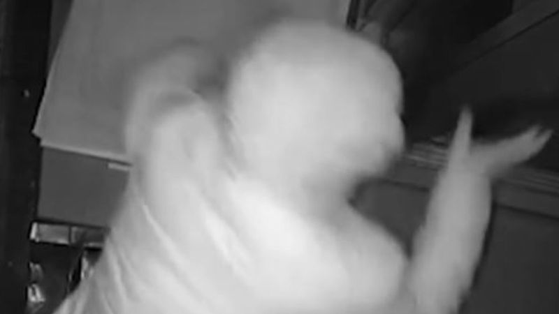 Antalya'da hırsız, güvenlik kameralarını devre dışı bırakıp iş yerine girdi