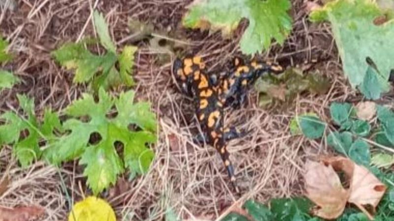 Adana'da nesli tükenmekte olan Türk semenderi görüldü