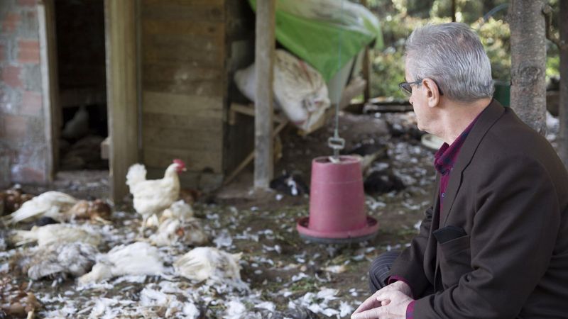 Rize'de kümese giren köpekler, üreticinin 200 tavuğunu telef etti