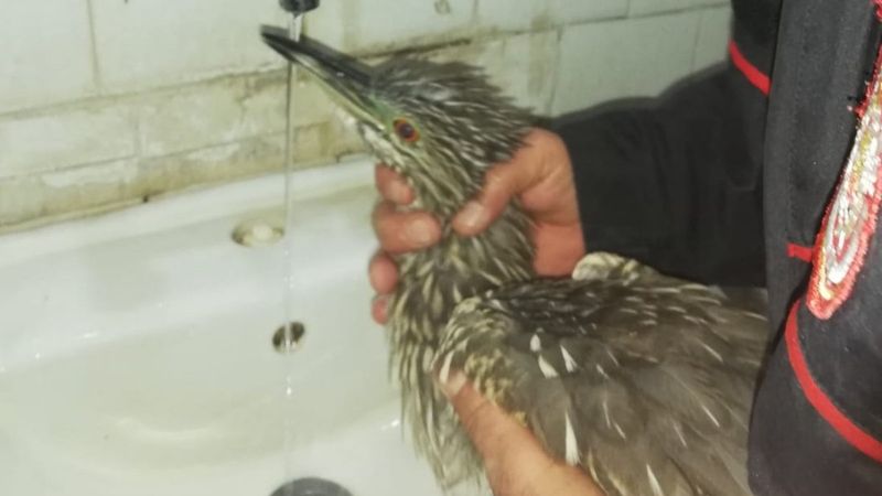 Mardin'de yaralı kuş hastanede tedavi edildi