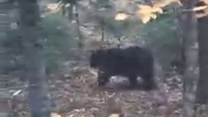 Karabük'te ayıyla karşılaşanlar, kayda almak için yarıştı