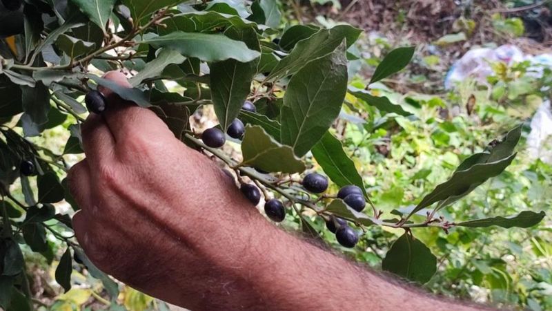 Defne yaprağı Hatay'dan dünyaya ihraç ediliyor