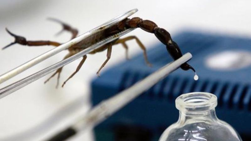 Koronavirüse karşı yeni umut: Akrep zehri