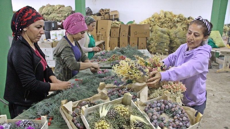 Avrupa'nın yılbaşı çiçekleri Antalya'da hazırlanıyor