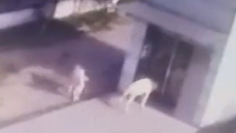 İstanbul'da kendi yansımasını gören keçi camı kırdı