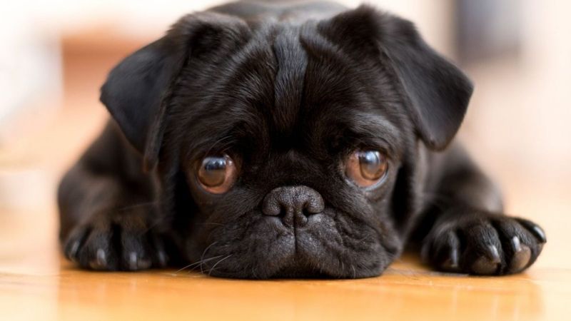 Köpeğinizin hasta olabileceğinin 10 sinyali