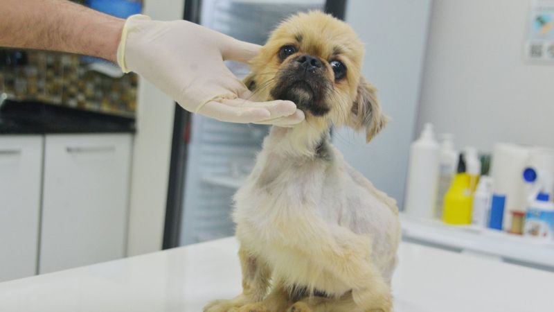 Adana'da çöpte bulunan köpeğe cinsel saldırı iddiası