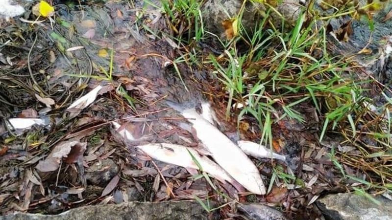 Bursa'da her ekim ayında balıklar telef oluyor