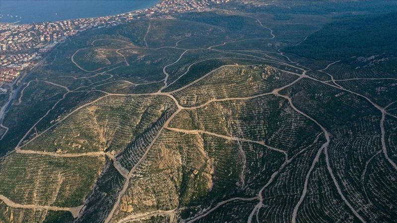 4 yıl önceki yangında küle dönen Foça, yeniden yeşerdi