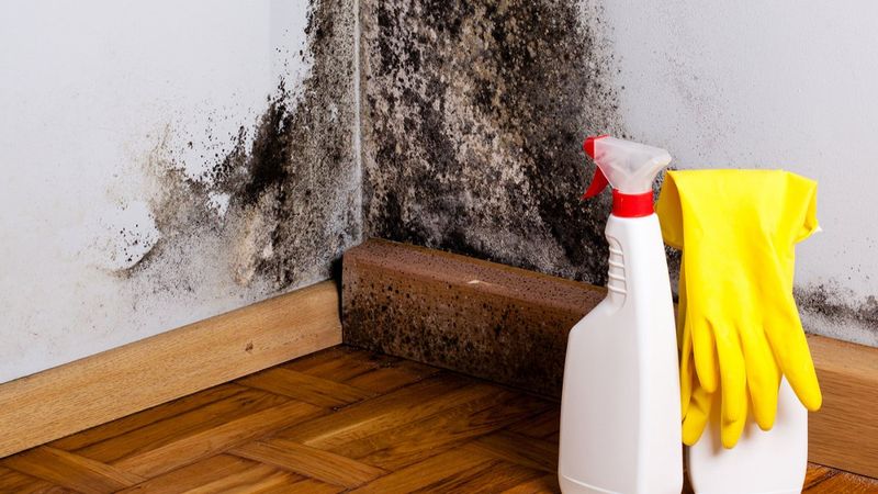 Evdeki rutubeti yok edecek çözümler: Kedi kumu, hardal, kahve...