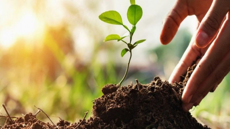 11 Kasım Milli Ağaçlandırma Günü: Ücretsiz 3 fidan bağışı nasıl yapılır?