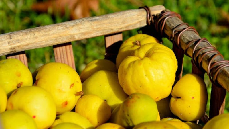 Burun kanamasına iyi geliyor, kalbi güçlendiriyor: Ayva her derde deva!