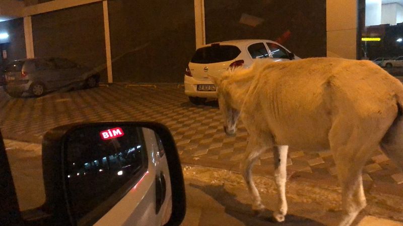 Isparta'da başıboş at, trafiği tehlikeye soktu