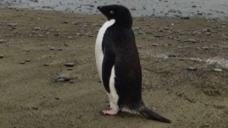 Antarktikalı penguen, kendini Yeni Zelanda kıyılarında buldu