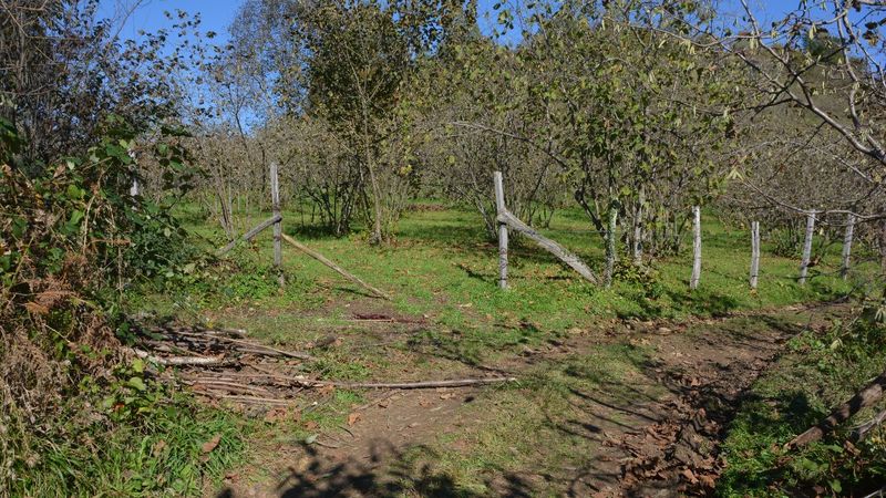 Ordu'da otlatma cinayeti