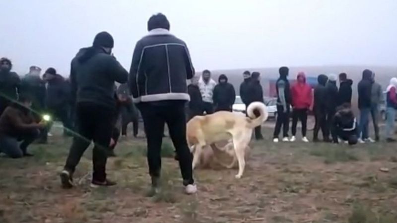 Kırıkkale’de, köpek dövüştüren 25 kişi gözaltına alındı