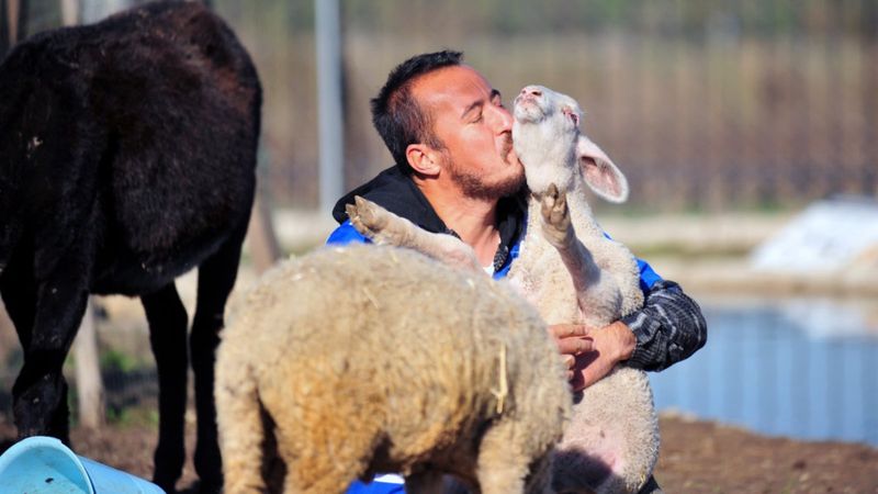 Antalya'da kurtarılan hayvanlar hayata tutundu