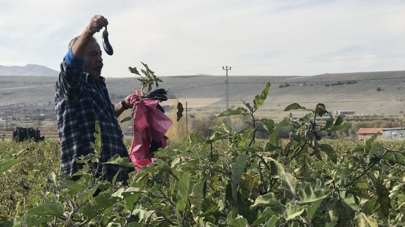 Elazığ'da market fiyatlarına kızan çiftçi, sebze tarlasını ücretsiz açtı