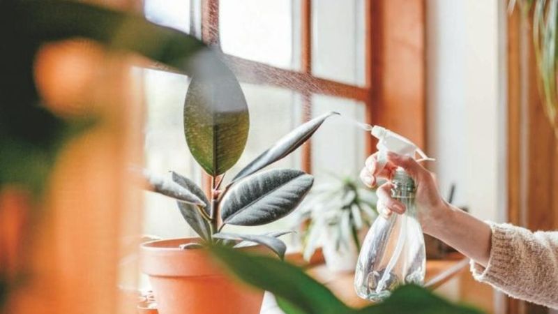 NASA tavsiyesi: Evin havasını temizleyen 9 bitki