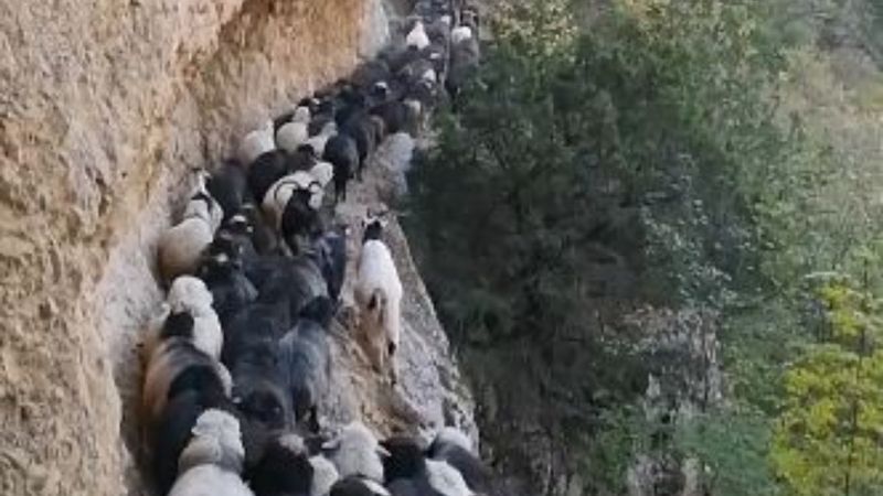 Artvin’de sürü sahiplerinin zorlu coğrafyayla mücadelesi