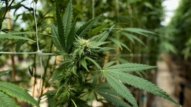 Almanya'da esrar yasallaştırılıyor