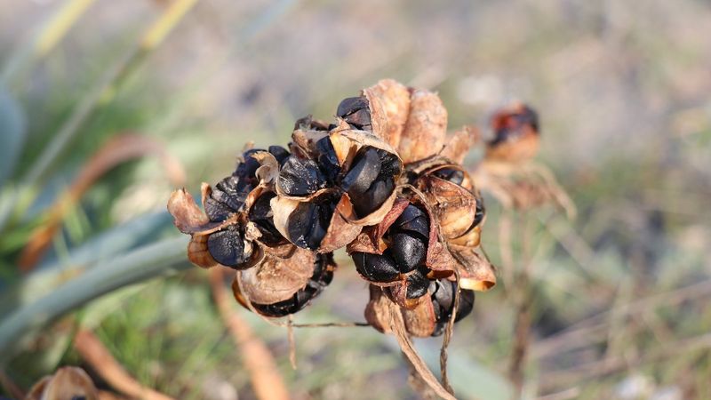Sakarya'da yetişen Kum Zambağının koparılma cezası 80 bin lira